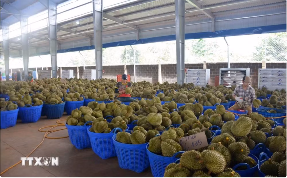 Vietnamese durian accounts for nearly 32% of China’s imports ảnh 1