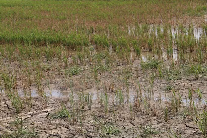 Late rainy season anticipated for 2016: scientists ảnh 1 Late rainy season anticipated for 2016: scientists ảnh 1