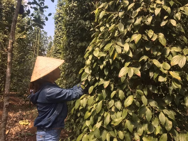 Vietnam's commodity market expected to attract increased investment ảnh 1