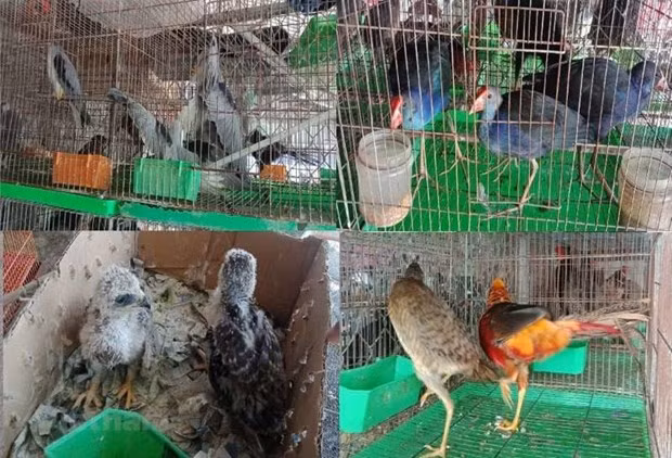Ministry requests tightened control of wildlife trafficking, consumption ảnh 1