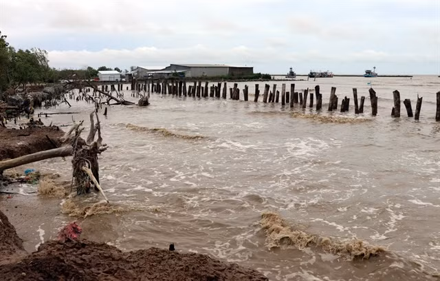 Mekong Delta grapples with erosion, subsidence ảnh 1 Mekong Delta grapples with erosion, subsidence ảnh 1