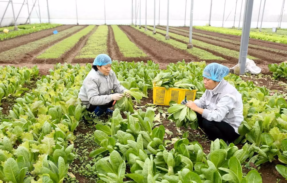 Fruit, veggie exports decline in January ảnh 1