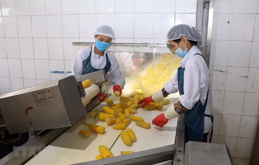 Agriculture export value up 20 percent in Q1 ảnh 1