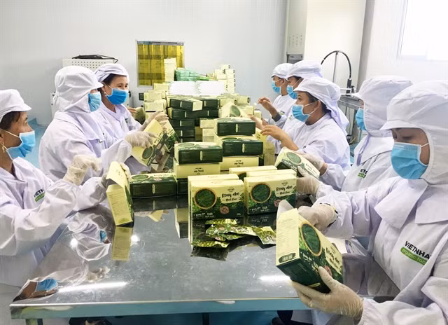 Sea grape cultivation thrives in coastal provinces ảnh 1