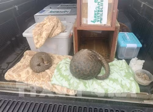 Nghe An police arrest two men illegally transporting pangolins ảnh 1 Nghe An police arrest two men illegally transporting pangolins ảnh 1