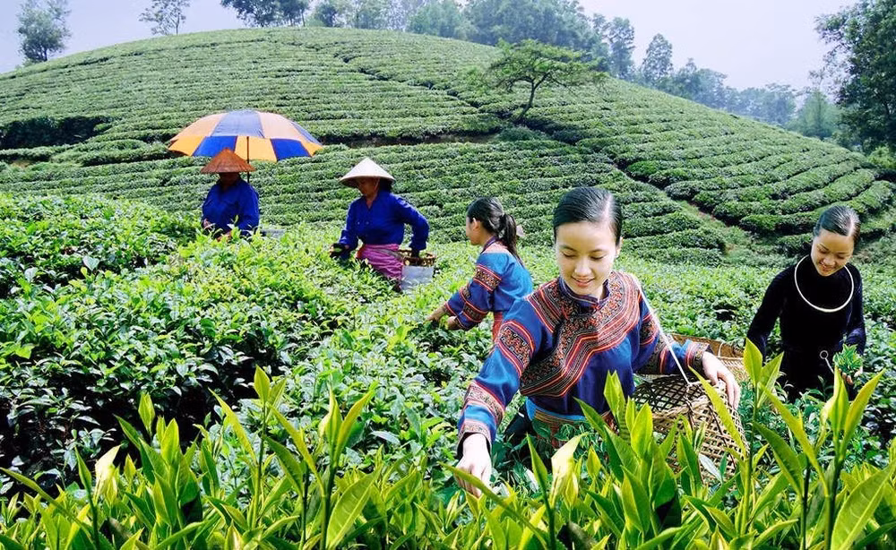 Coordination enhanced to improve livelihoods for ethnic minorities ảnh 2