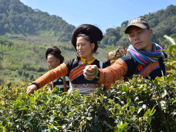 Agriculture minister expedites safe tea production ảnh 1 Agriculture minister expedites safe tea production ảnh 1
