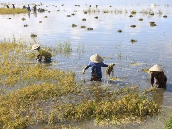 Mekong Delta floods inundate over 2,000ha of rice ảnh 1