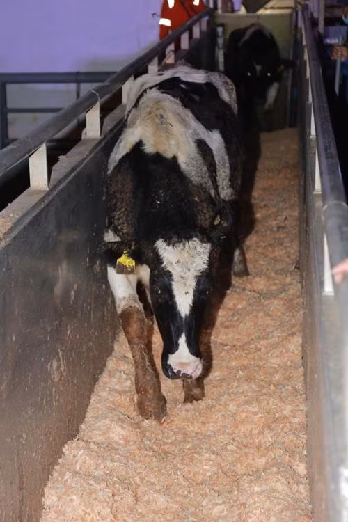 TH Group imports more dairy cows from US ảnh 1