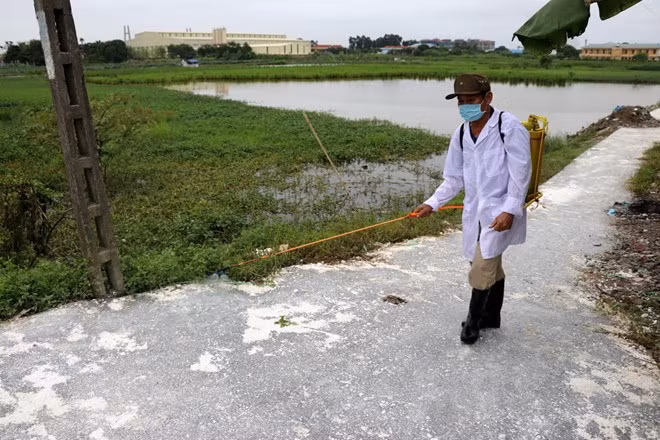 Over 760 billion VND for bird flu control during 2019-2025 ảnh 1