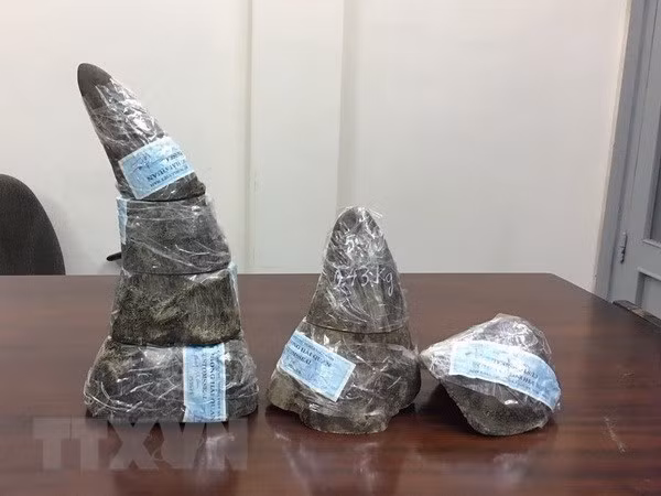34kg of rhino horns seized at Noi Bai airport ảnh 1