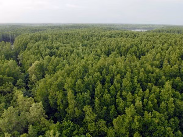 Finland helps Vietnam build forestry database ảnh 1