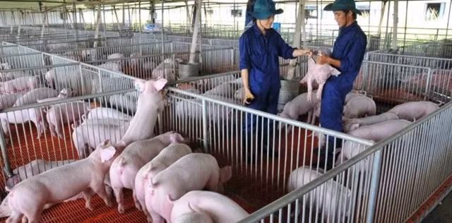 Higher animal feed price causes difficulties for livestock industry: MARD ảnh 1