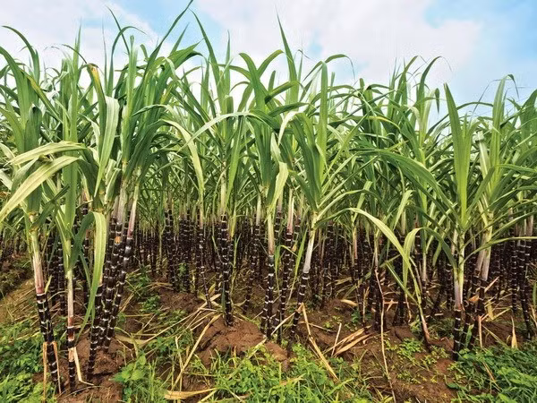 Vietnam ships sugar to 28 markets ảnh 1 Vietnam ships sugar to 28 markets ảnh 1
