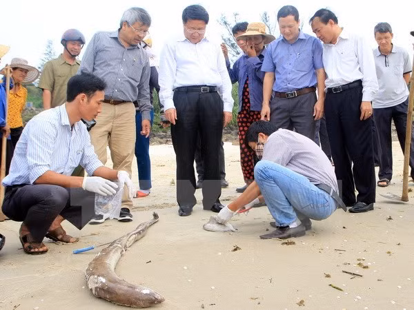 Deputy Minister: cause of unusual fish deaths to be announced ảnh 1