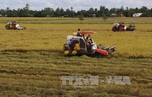 Mekong Delta’s winter-spring rice output falls ảnh 1