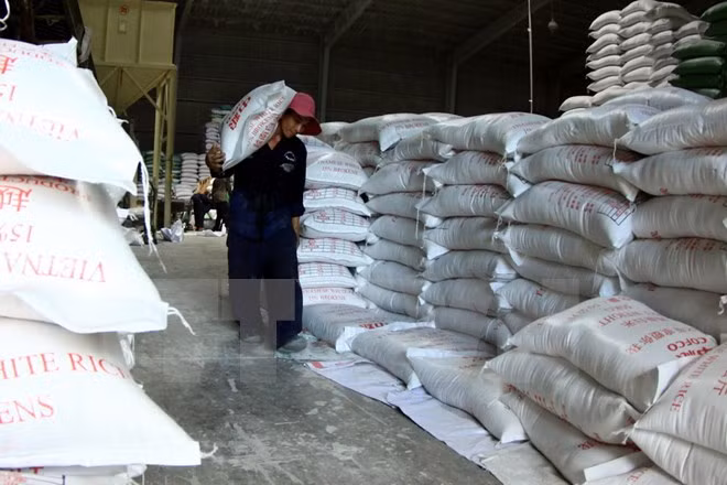 Small rice export businesses to get support from new decree ảnh 1
