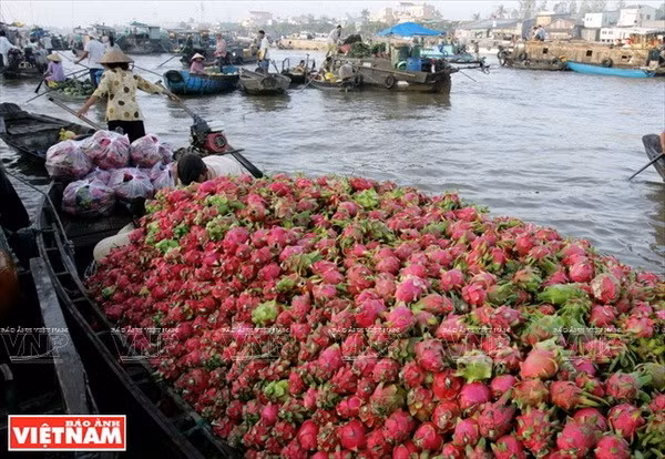 Mekong Delta’s tourism sector seeks ways to take off ảnh 1