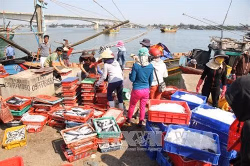 Thua Thien-Hue’s fishing output surges after maritime environment incident ảnh 1