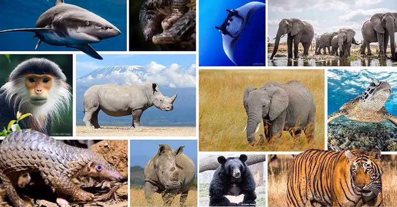 Community makes concerted efforts to limit decline, extinction of wildlife species ảnh 1