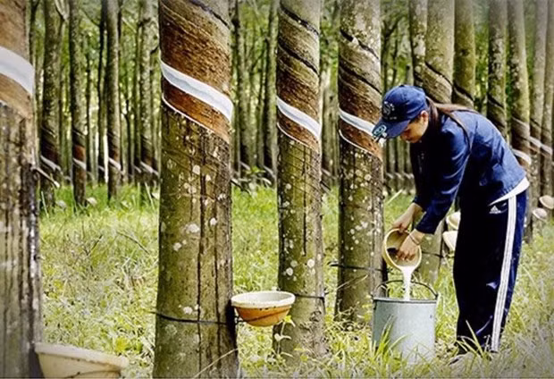 Thailand approves rubber price guarantee scheme for farmers ảnh 1