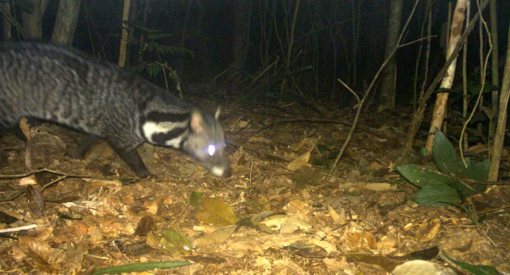 Rare civet species discovered in central natural reserve ảnh 1