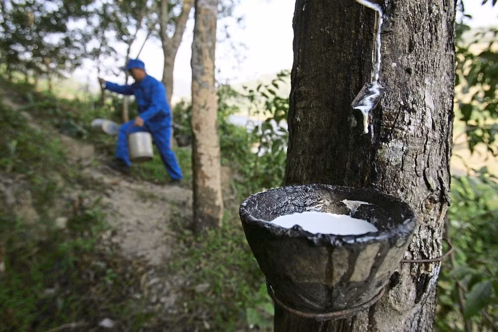 Malaysia’s rubber, rubber product exports hit nearly 8 billion USD last year ảnh 1