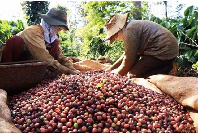 Vietnam needs to develop coffee branding to go global ảnh 1