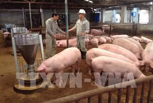 Project helps improve pork safety in Vietnam ảnh 1
