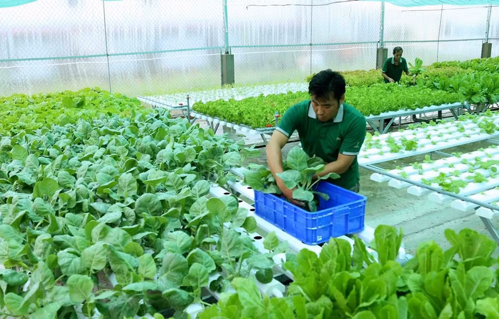 Mekong delta embarks on foundation building for organic agriculture ảnh 1