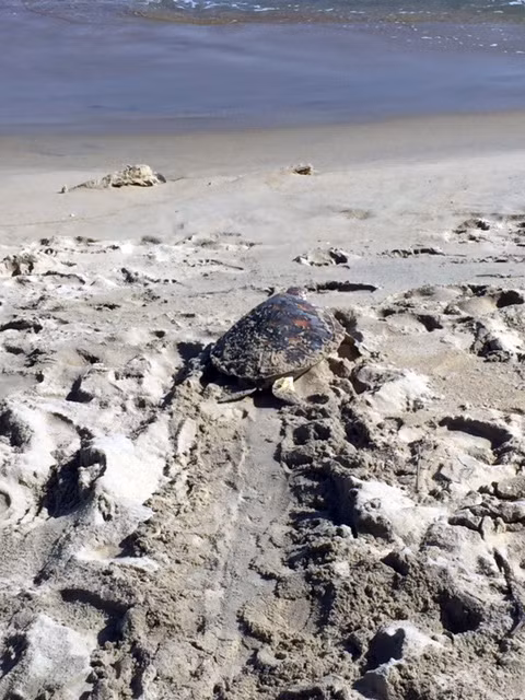 Rare sea turtle sent back to ocean ảnh 1