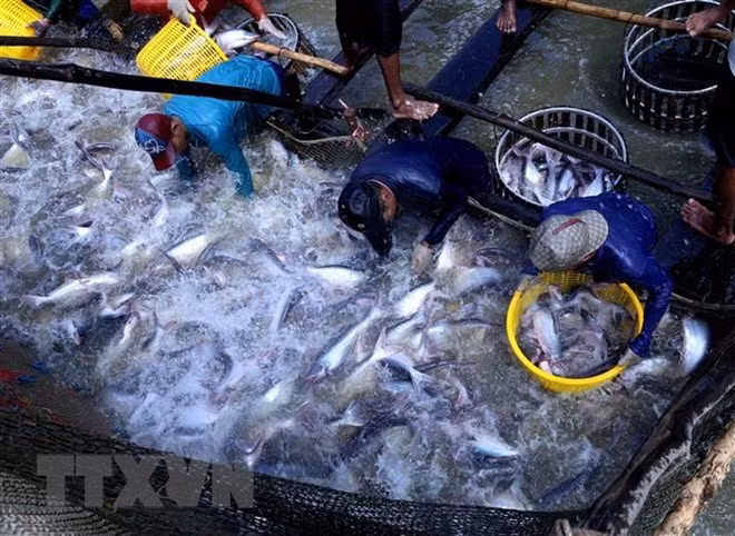 Mekong Delta localities discuss tra fish development ảnh 1 Mekong Delta localities discuss tra fish development ảnh 1