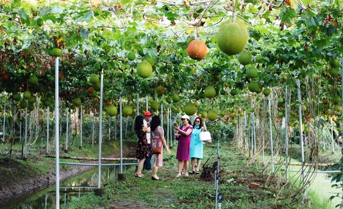 Agri-tourism attracts more visitors to Mekong Delta ảnh 1
