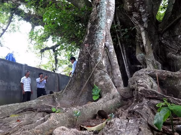 Six more trees recognised as national heritage tree ảnh 1