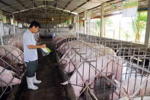 Livestock sector moves to boost exports in 2019 ảnh 1