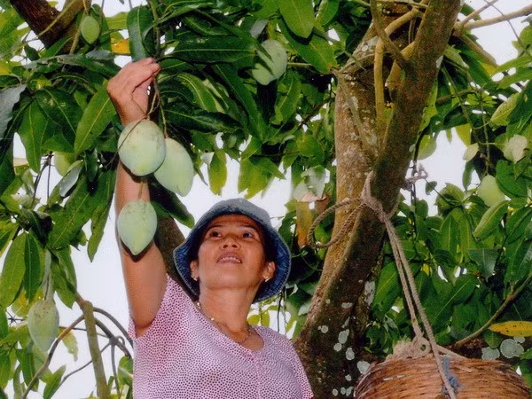 Vietnam officially begins mango exports to US ảnh 1
