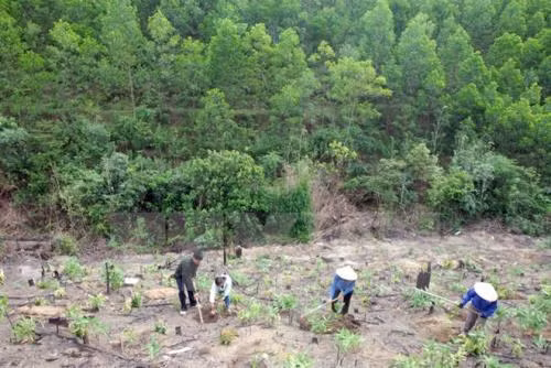 Vietnam bolsters tree planting, livelihoods for forest growers ảnh 1