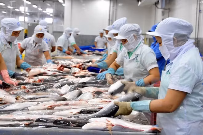Mekong Delta provinces to boost shark catfish trade ảnh 1