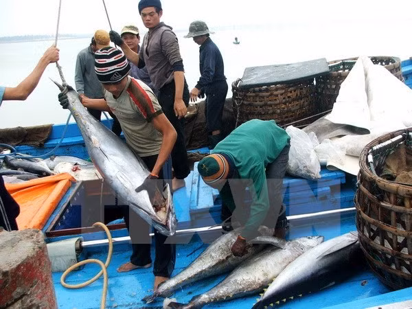 Tuna exports likely to reach 1 billion USD this year ảnh 1