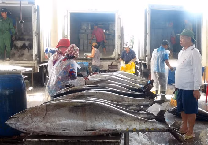 Fishermen in central region enjoy bumper catches during Tet ảnh 1