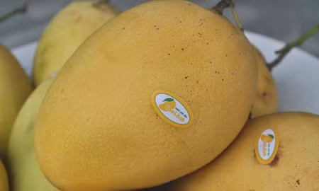 Vietnam to export Cat Chu mangoes to Japan ảnh 1
