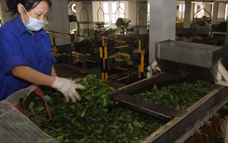 Vietnamese tea exports decrease ảnh 1