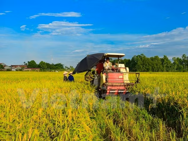 Minister points to bottlenecks in agricultural restructuring ảnh 1