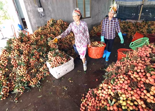 Irradiation facilities benefit fruit exporters ảnh 1