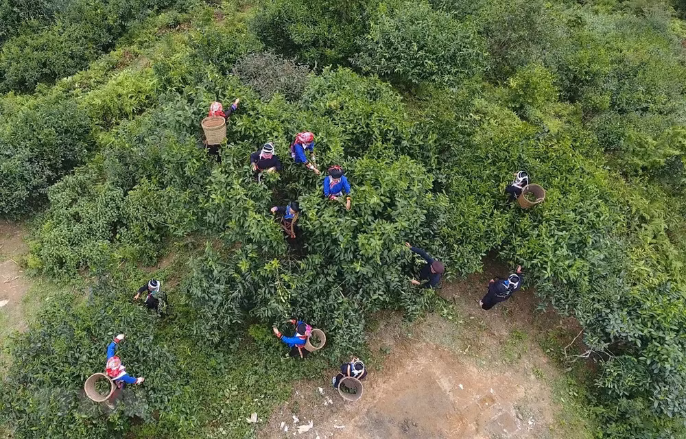  10-month tea export revenue up more than 14 percent ảnh 1