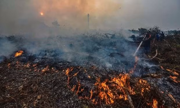 Firms asked to compensate 22.5 billion USD for Indonesia’s forest fires ảnh 1