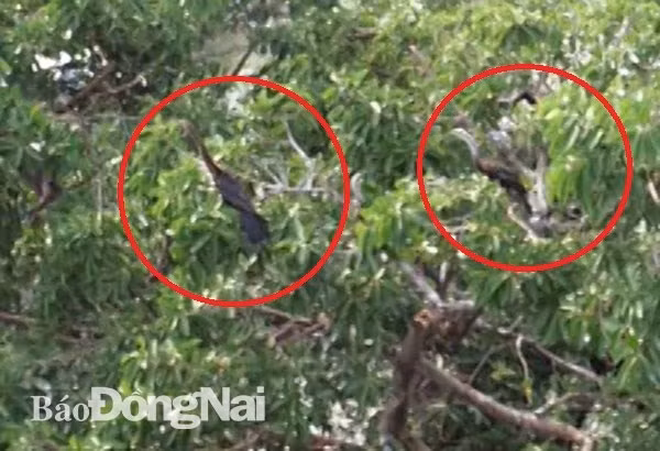 About 500 snakebirds discovered in Dong Nai province ảnh 1
