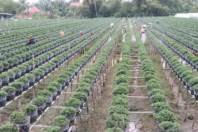 Mekong Delta farmers grow new flower varieties for Tet ảnh 1