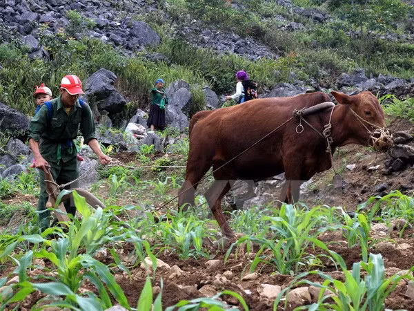 Central Highlands strives for sustainable poverty reduction ảnh 1