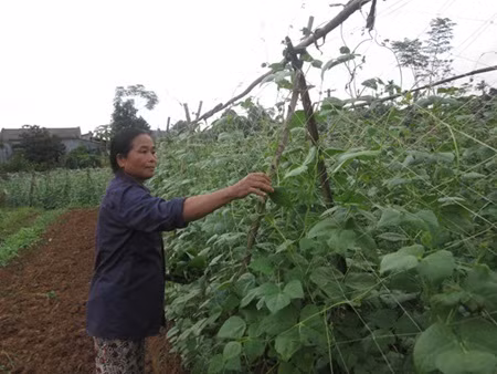 Farmers face obstacles selling organic foods ảnh 1